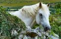  White-horse_DSC4262 | The Burren region of County Clare