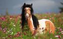 beautiful Irish horse in the meadow - рыжая