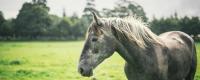  Horse Riding in West Ireland | Travel Guide - серая