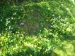hedgerow-flowers